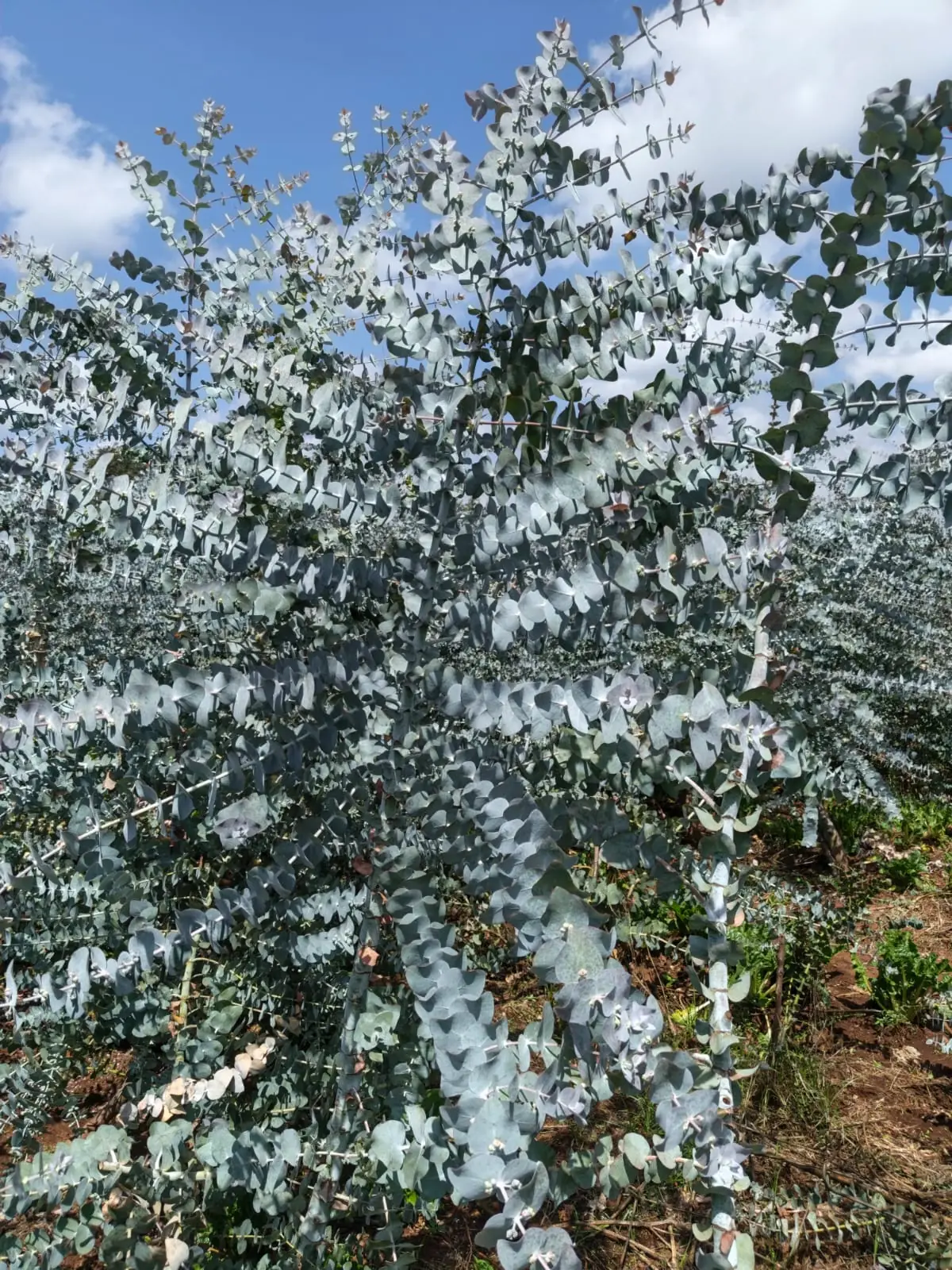 A silver-blue eucalyptus growing in an open field bed, its branches reaching across a bright sky.