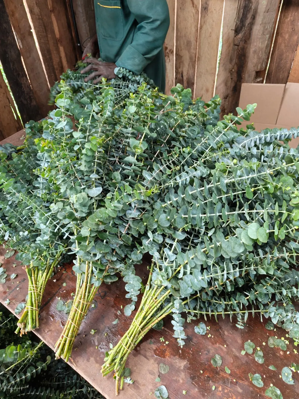 Cut eucalyptus being sorted into bunches on a bench, with the stem ends gathered and aligned.