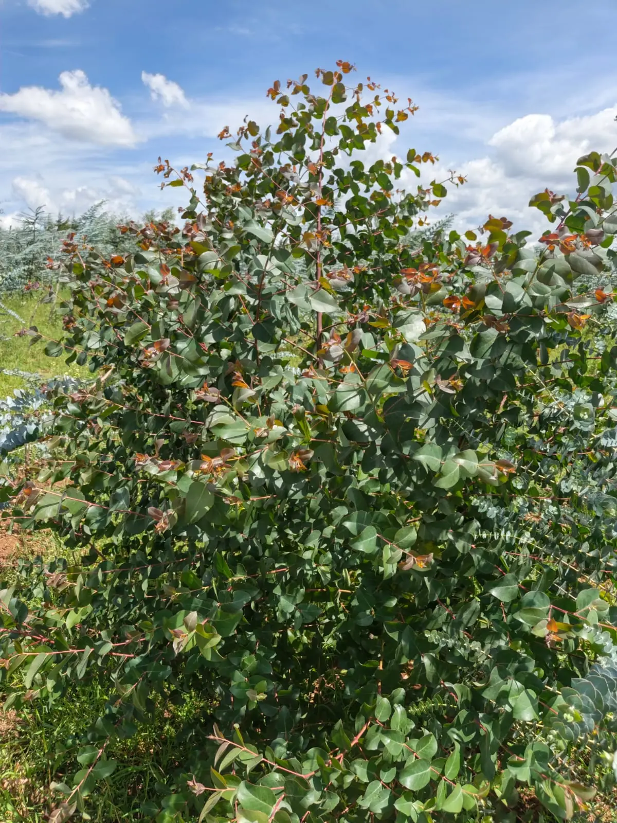 A Globulus eucalyptus bush, broad rounded green leaves on red stems with bronze new growth.