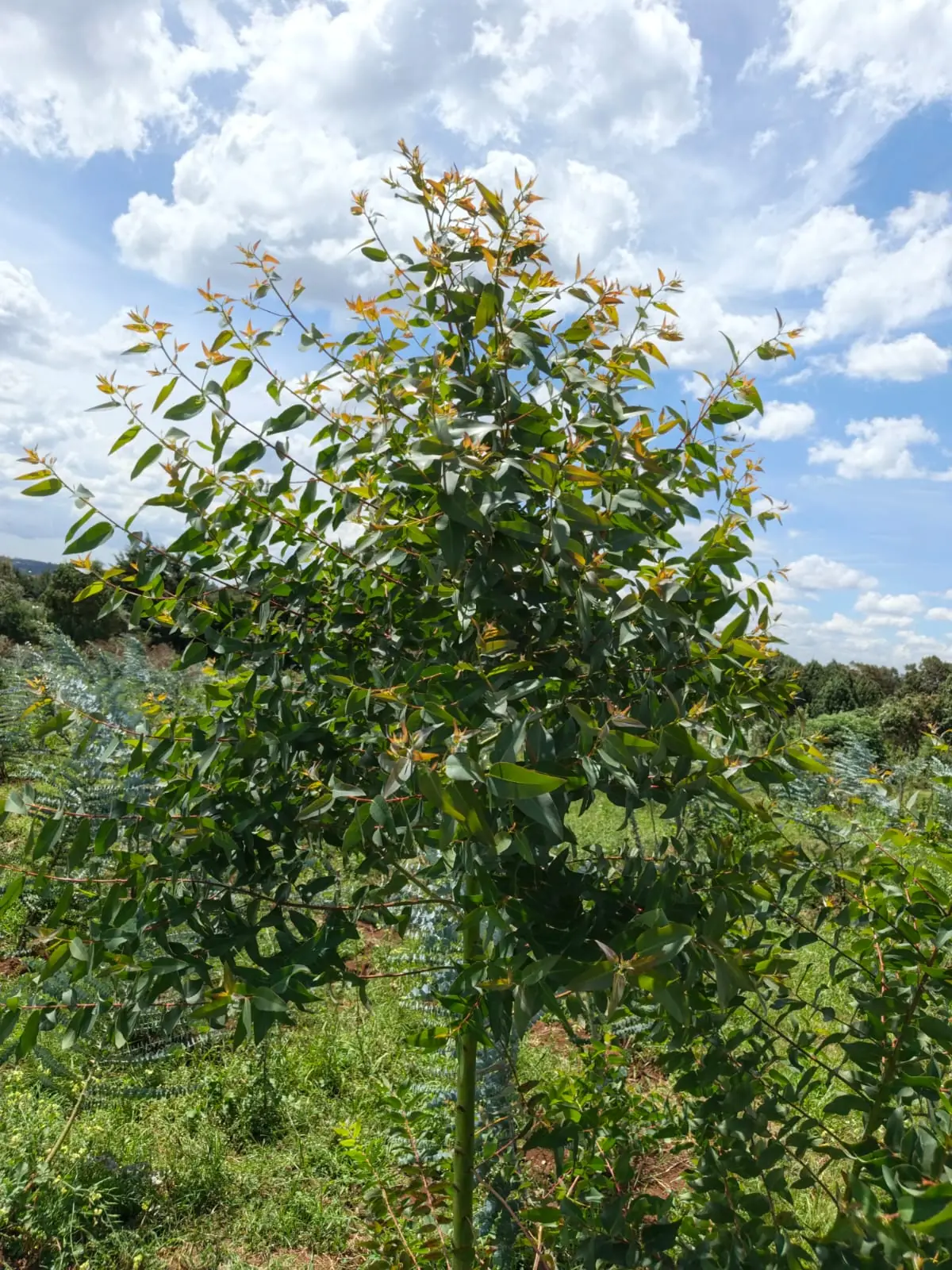 A Gunni eucalyptus in a field bed, long narrow green leaves with copper new growth at the tips.