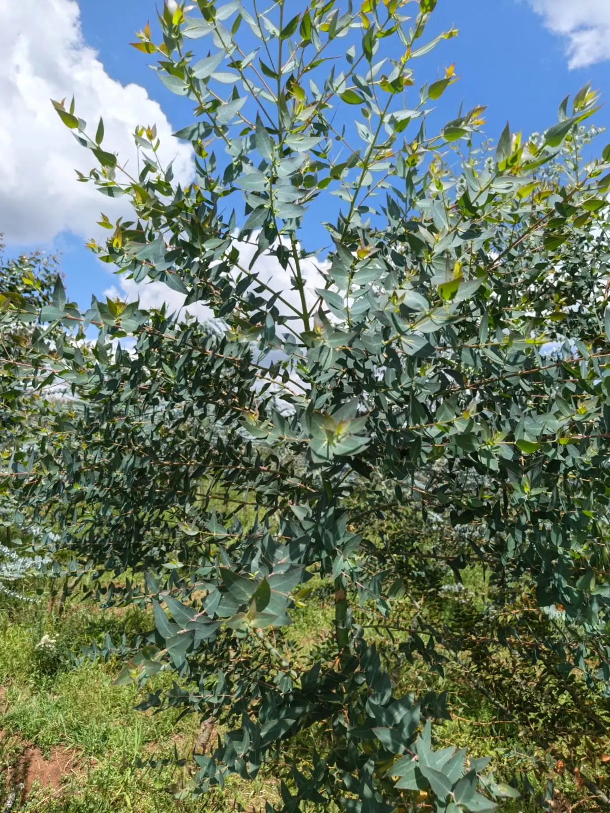 Parvifolia eucalyptus, small pointed blue-green leaves set closely along fine branching stems.
