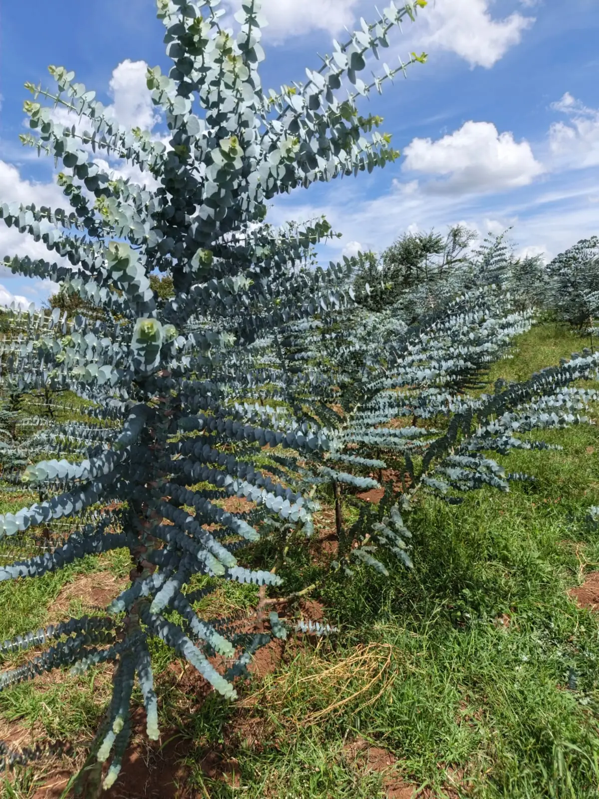 A Baby Blue eucalyptus in a field bed, its stems covered from base to tip in round silver-blue leaves.